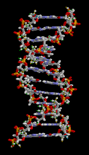The DNA double helix is a molecule that encodes the genetic instructions used in the development and functioning of all known living organisms and many viruses.
