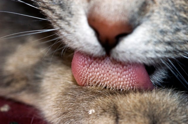 The hooked papillae on a cat's tongue act like a hairbrush to help clean and detangle fur.