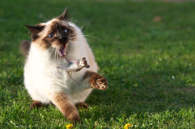 A cat that is playing with a caught mouse.