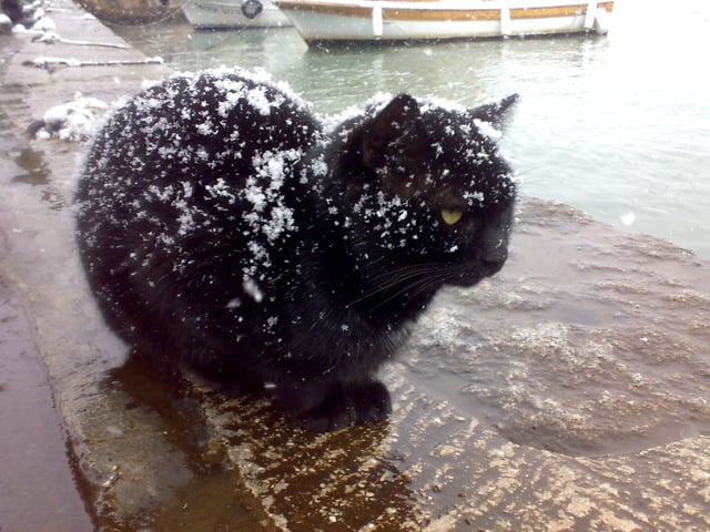 A black cat in snowy weather.