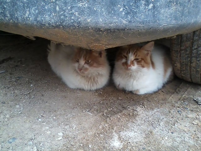 Two pet cats under a car