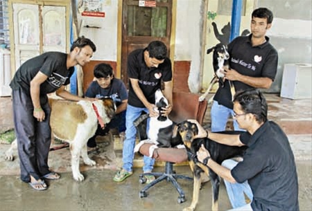 Volunteers with dogs