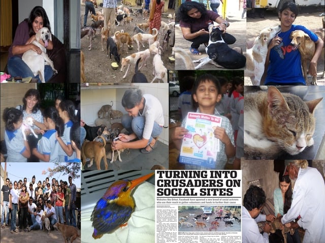 Animal lovers and volunteers