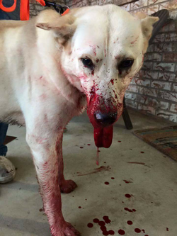 Photo of a dog with a bloodied snout that Kevin abused