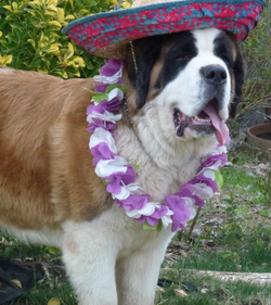 Photo of Annie wearing her hat.
