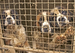 Great Dane pups living in unsafe conditions at Christina Fay's house.