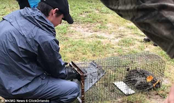 Photo of students putting the raccoons in cages before the drowning