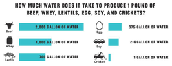 Chirps infographic about the minimal water use of crickets relative to other protein sources.