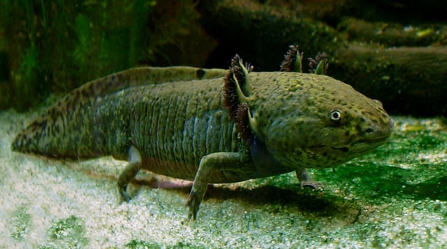 The axolotl (Ambystoma mexicanum) retains its larval form with gills into adulthood