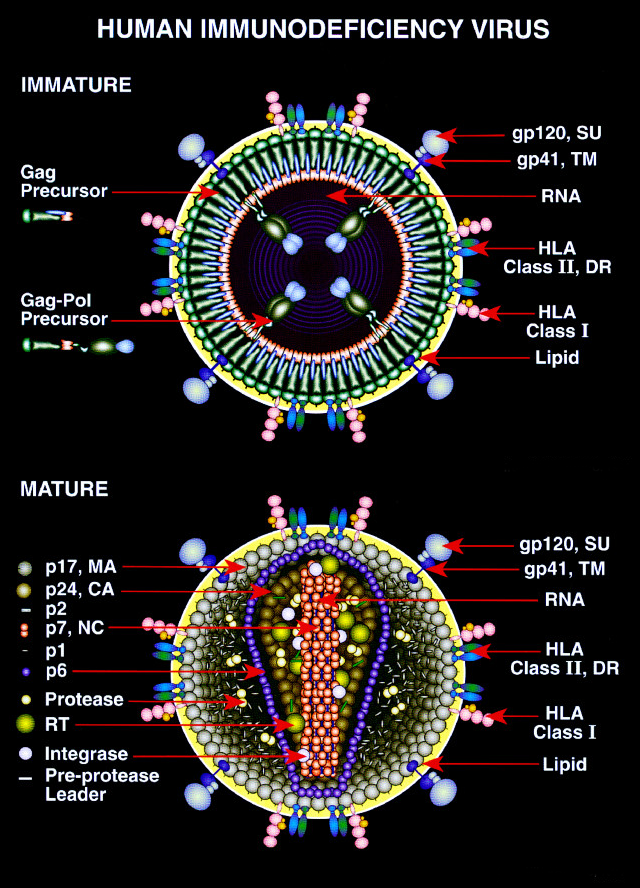 Diagram of the immature and mature forms of HIV