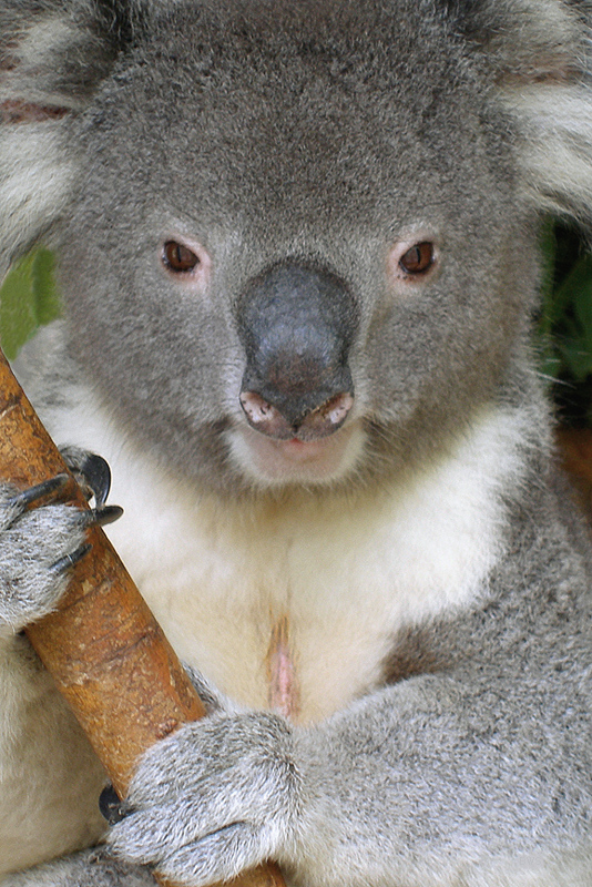 Scent gland on the chest of an adult male - Lone Pine Koala Sanctuary