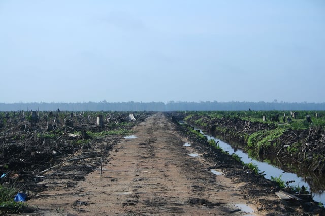 Deforestation in Riau province, Sumatra, to make way for an oil palm plantation