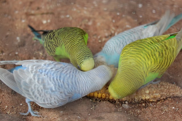 Four domesticated budgerigars eating corn