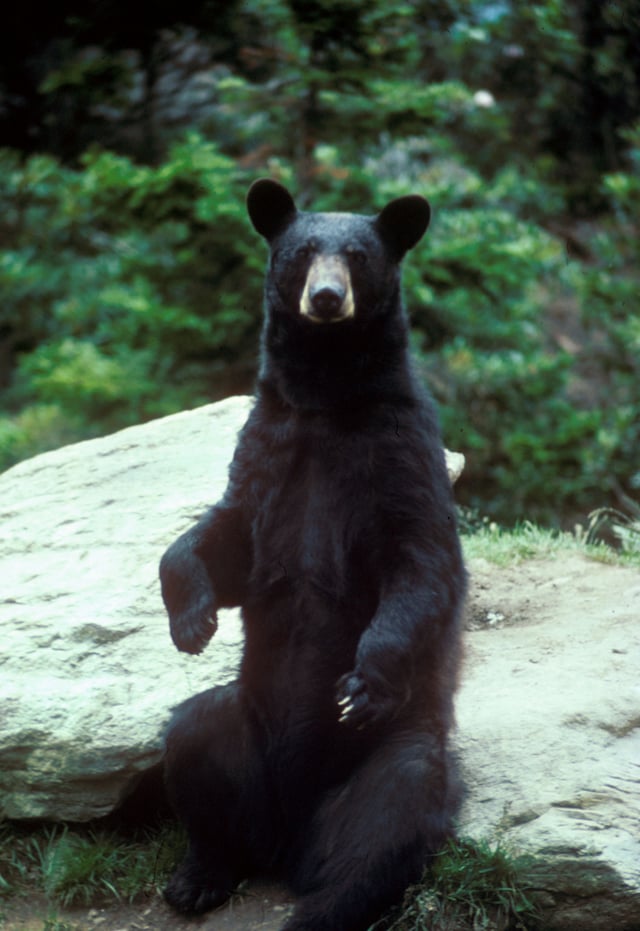 Despite being quadrupeds, bears can stand and sit as humans do.