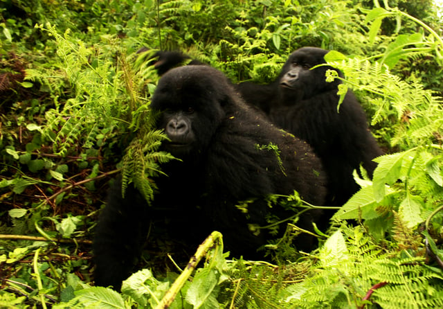 Gorillas moving in habitat