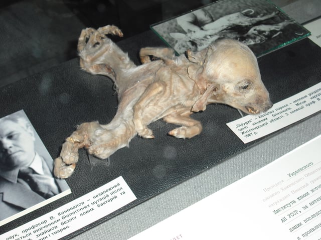Piglet with dipygus on exhibit at the Ukrainian National Chornobyl Museum