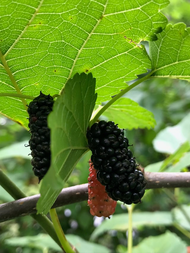 Mulberry in southern Brazil – known as amorinha