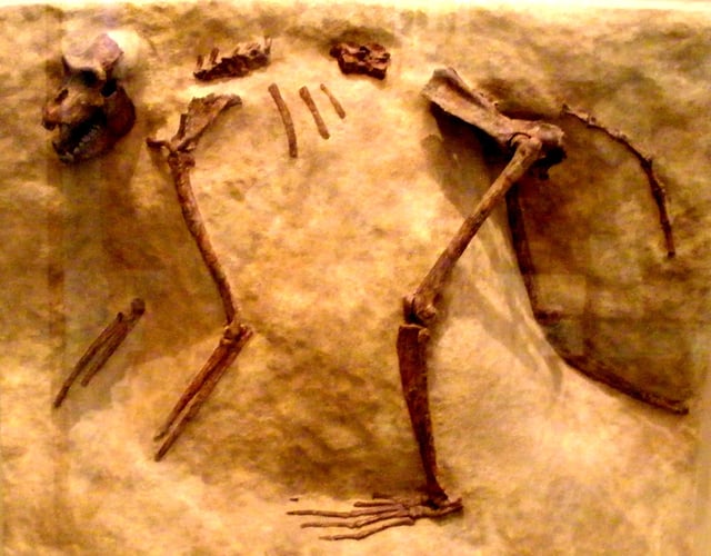 Paracolobus chemeroni fossil