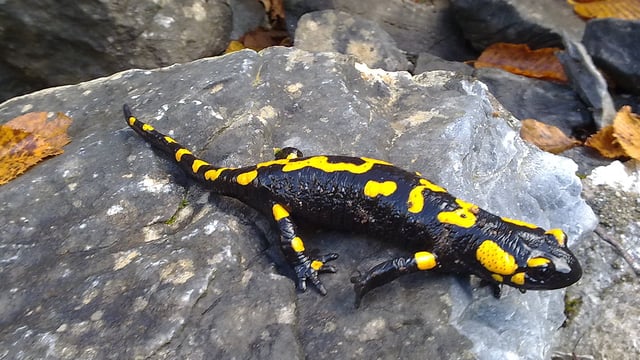 The fire salamander (Salamandra salamandra), a toxic species, wears warning colours.