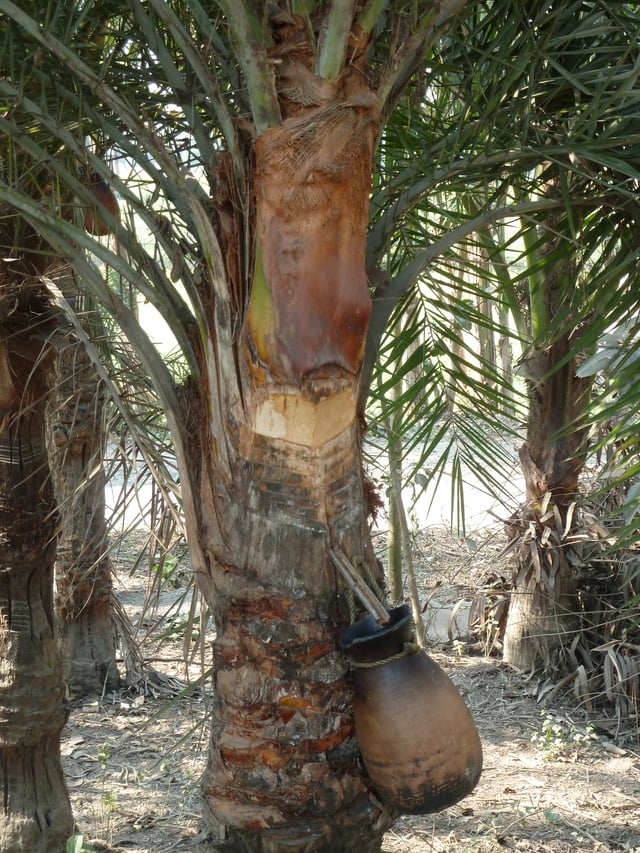 Sweet sap tapped from date palm in West Bengal, India