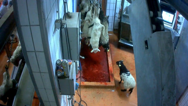 Sheep in a slaughterhouse.