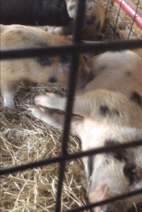 Juliana piglet rooting on its sibling's belly