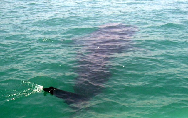 Whale shark spotting in Donsol, Sorsogon