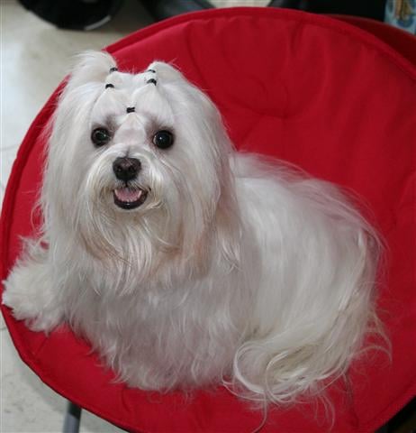 Maltese, nicknamed "The Ancient Dog of Malta, "The Maltese Lion Dog" and "The Roman Ladies Dog"