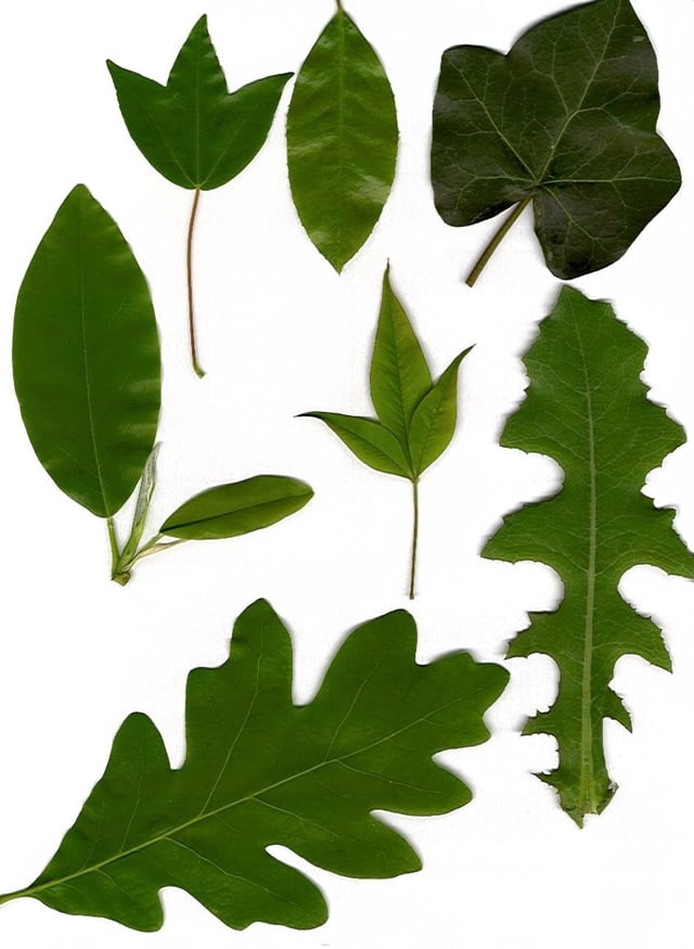 Leaves showing various morphologies.