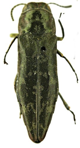 Agrilus celebicola lectotype.