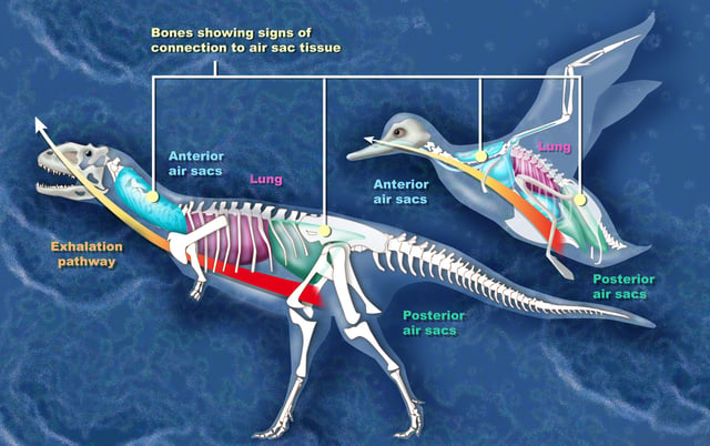 Comparison between the air sacs of an abelisaur and a bird
