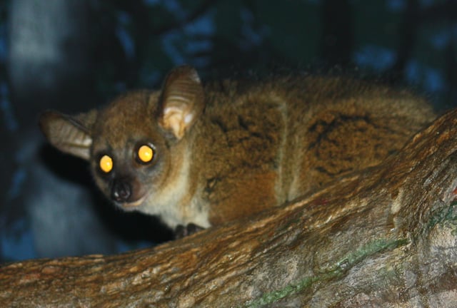 The tapetum lucidum of a northern greater galago, typical of prosimians, reflects the light of the photographers flash