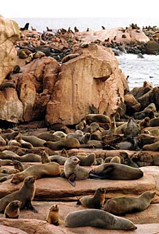 Sea lions on Isla de Lobos (Isle of the Seals)