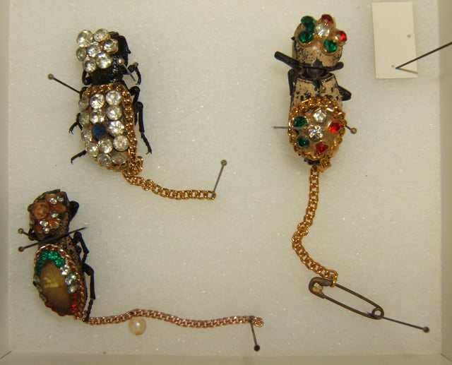 Zopheridae in jewellery at the Texas A&M University Insect Collection