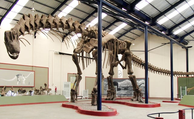 Reconstructed skeleton of the sauropod Argentinosaurus. It is among the largest known dinosaurs found in Neuquén.