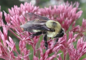 Bumblebees and the flowers they pollinate have coevolved so that both have become dependent on each other for survival.