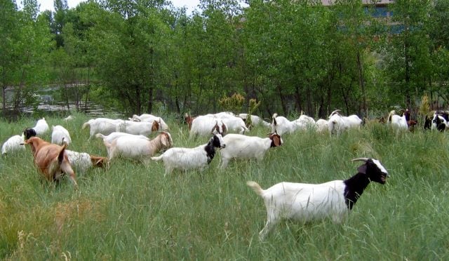 Goats used for natural weed control