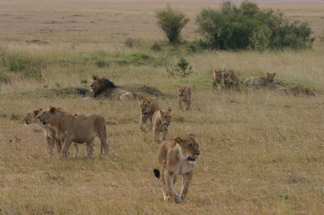A lion pride in Masai Mara