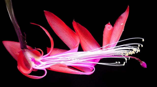 Flower of Schlumbergera cut in half, showing typical adaptations to bird pollination