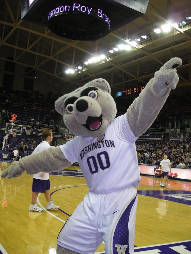 The costumed mascot, Harry the Husky, at a basketball game.