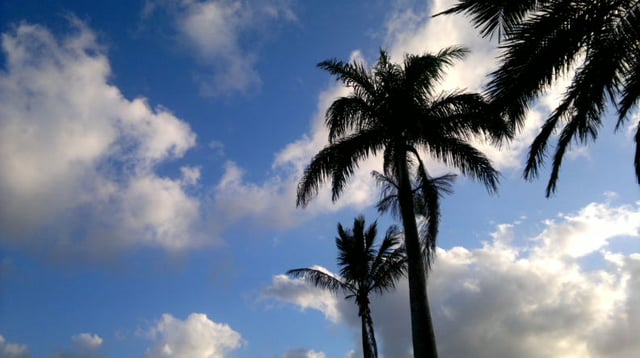 Silhouette of palms in KwaZulu-Natal, South Africa