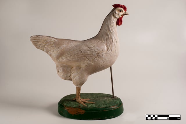 Didactic model of a chicken.