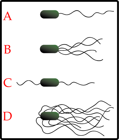 The different arrangements of bacterial flagella: A-Monotrichous; B-Lophotrichous; C-Amphitrichous; D-Peritrichous