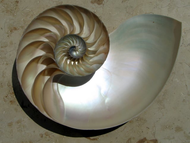 The logarithmic spiral of the Nautilus shell is a classical image used to depict the growth and change related to calculus.