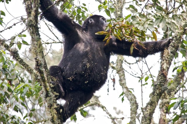 Young gorilla climbing