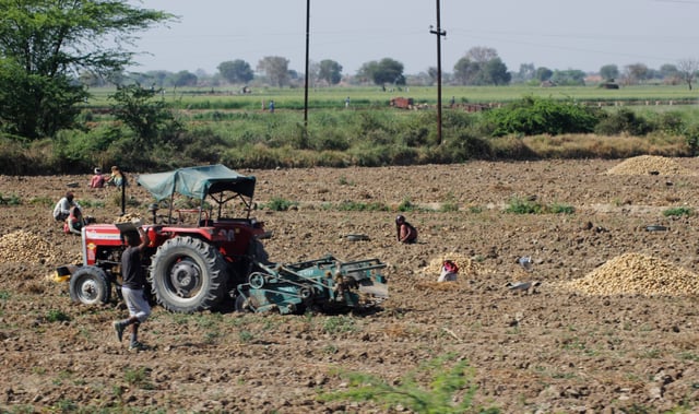 Potato farming in India
