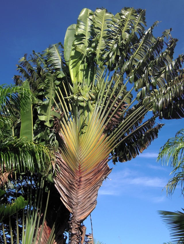 The island's iconic traveller's palm (ravinala) features in the national emblem.