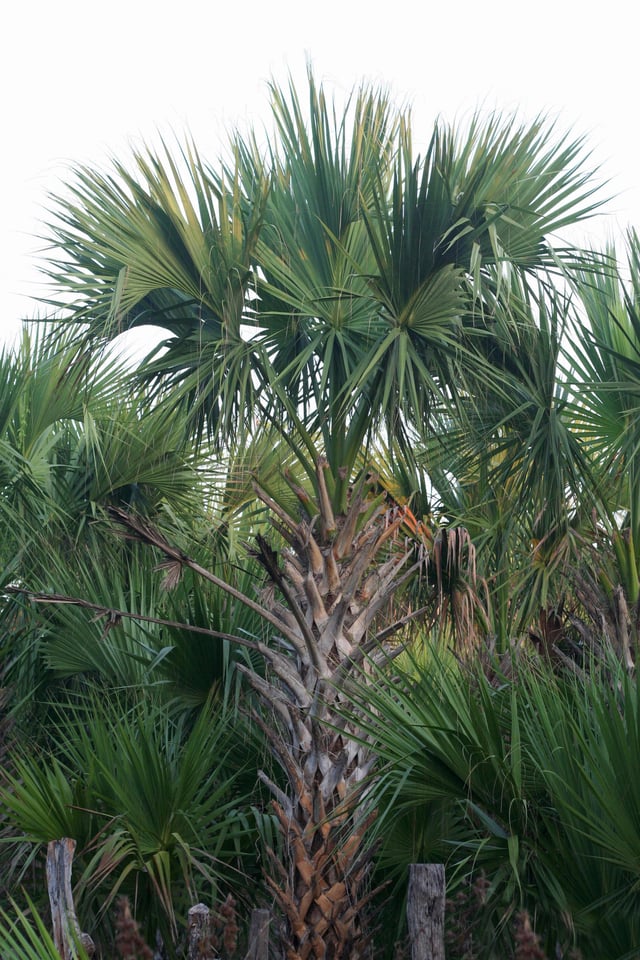 The Sabal mexicana (Texas sabal palm) is a native plant species in Brownsville.