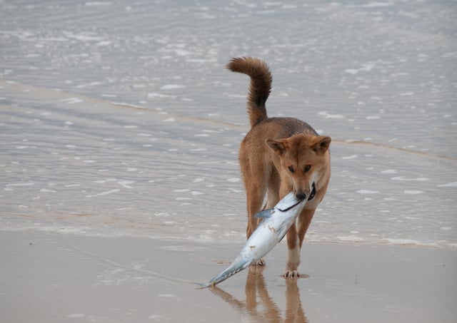 Dingo with a fish on Fraser Island