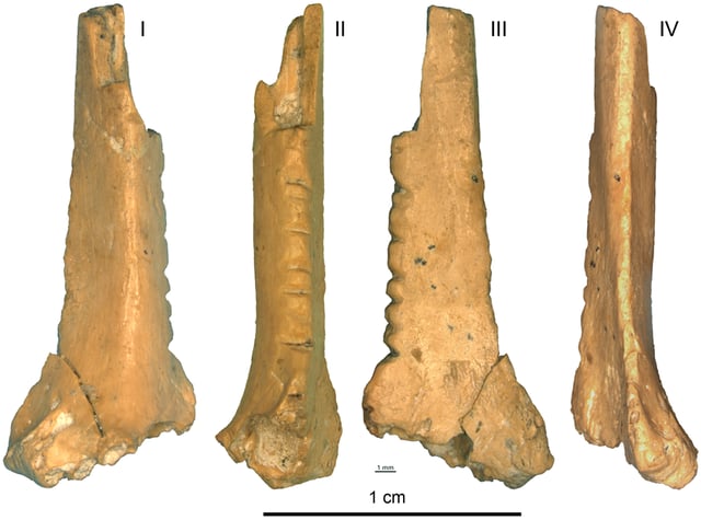 Proposed symbolic endeavour: incision-decorated raven bone from the Zaskalnaya VI (Kolosovskaya) Neanderthal site, Crimea, Micoquian industry dated to between cal. 43,000 and 38,000 BP.